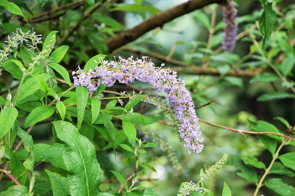 https://www.retreathotels.pk/nathiagali/spring-blooms-in-retreat-hotel-nathiagali/13